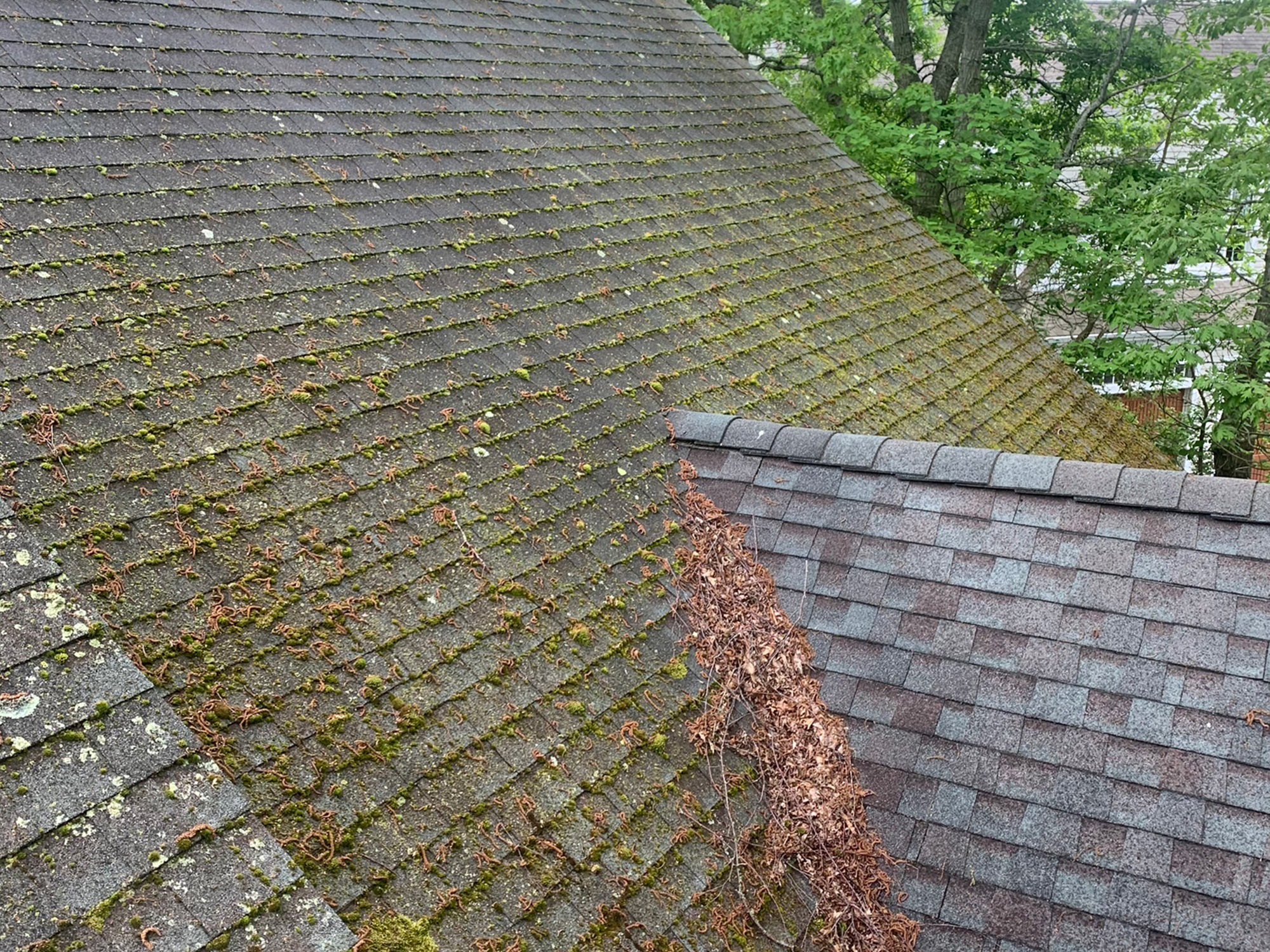 roof before cleaning